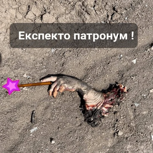 земля на открытом воздухе животное