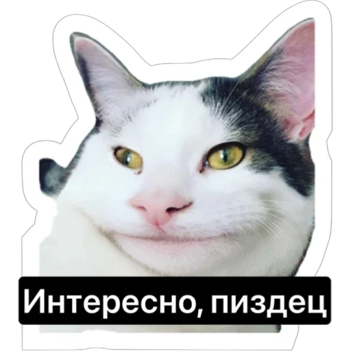 Sticker russian_kotiki - 1