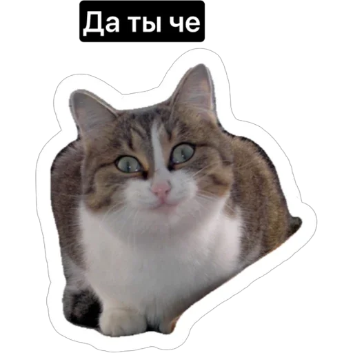 Стикер russian_kotiki - 1