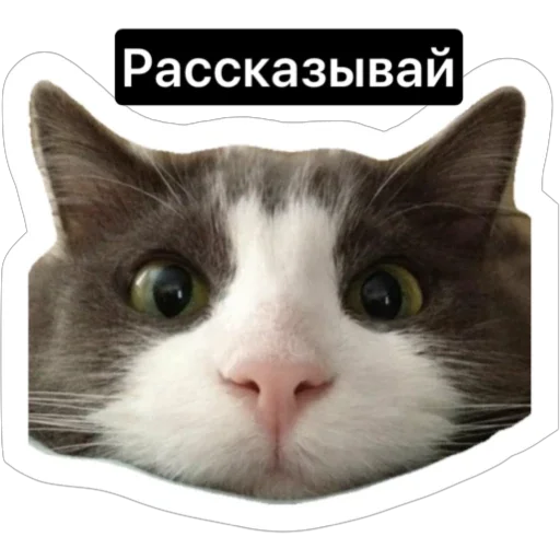 Sticker russian_kotiki - 1
