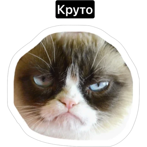 Стикер russian_kotiki - 1