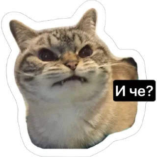 Стикер Смешные коты - 10