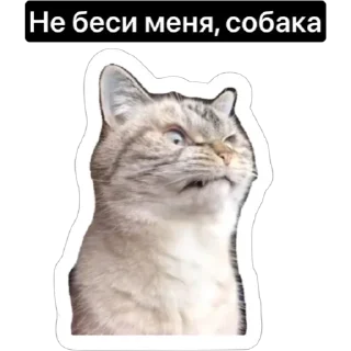 Стикер Смешные коты - 0