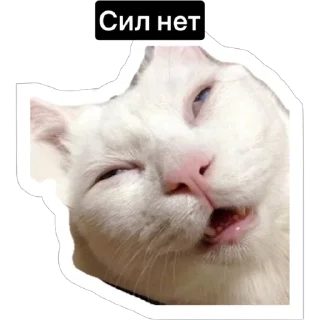Стикер Смешные коты - 7