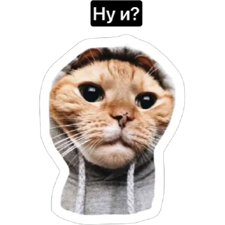 Стикер Смешные коты - 8