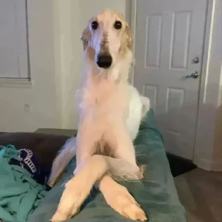 Sticker borzie🥺😭😭 - 0