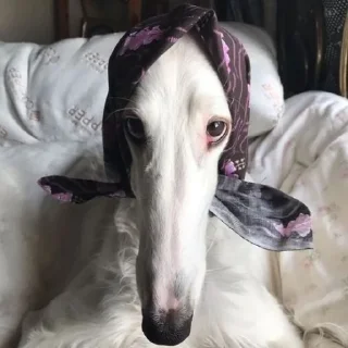 Sticker borzie🥺😭😭 - 10