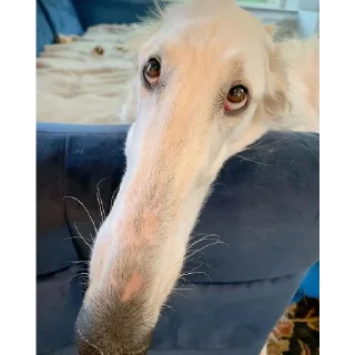 Sticker borzie🥺😭😭 - 9