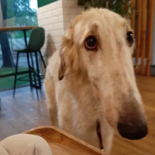 Sticker borzie🥺😭😭 - 11