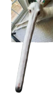 Sticker borzie🥺😭😭 - 4