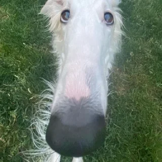 Sticker borzie🥺😭😭 - 6