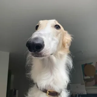 Sticker borzie🥺😭😭 - 7