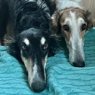 Sticker borzie🥺😭😭 - 1