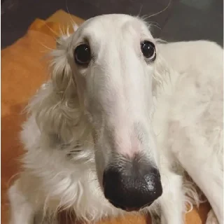 Sticker borzie🥺😭😭 - 2