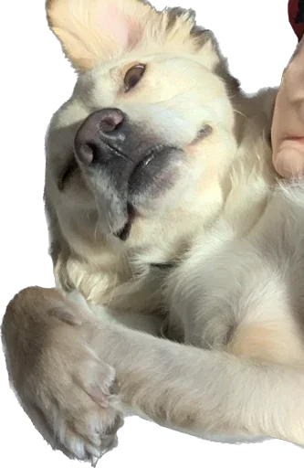 Sticker Фокси - 9