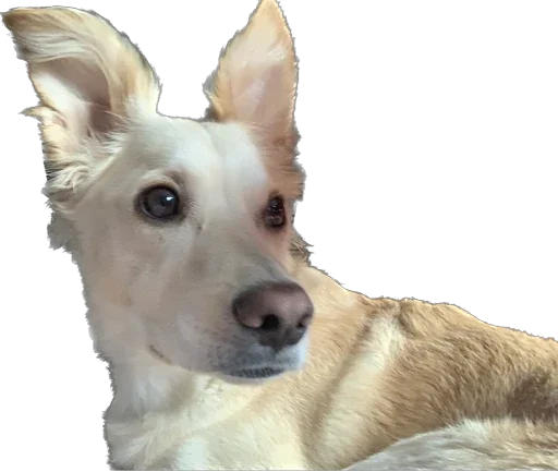 Sticker Фокси - 7