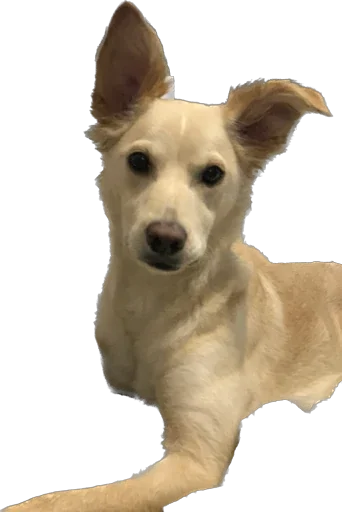 Sticker Фокси - 6