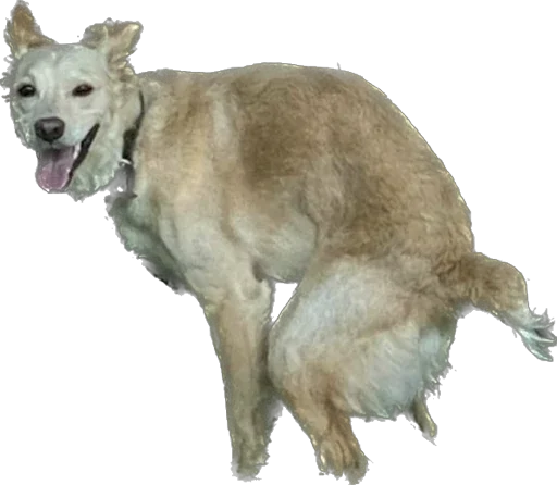 Sticker Фокси - 4