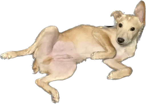 Sticker Фокси - 3