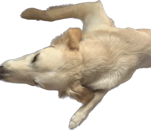 Sticker Фокси - 2