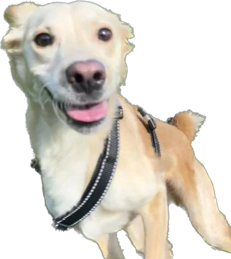 Sticker Фокси - 1