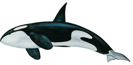 Стикер rvCIQJT_by_achestickbot - 1