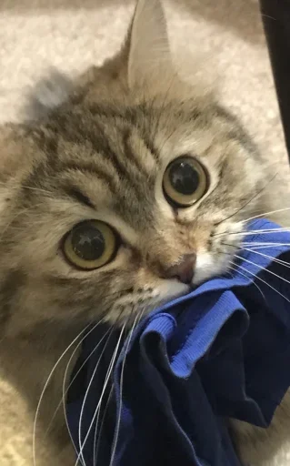 Больше стикеров: @sticerru - 