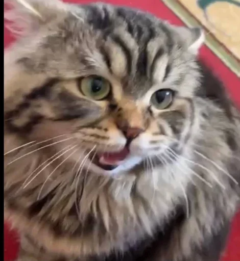 Sticker rvgELHbIgv_by_stickers_stealer_bot - 1