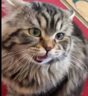 Sticker Больше стикеров: @sticerru - 10