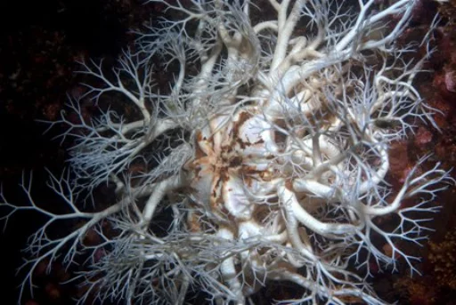 Sticker rybablyat - 1