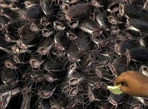 Sticker rybablyat - 1