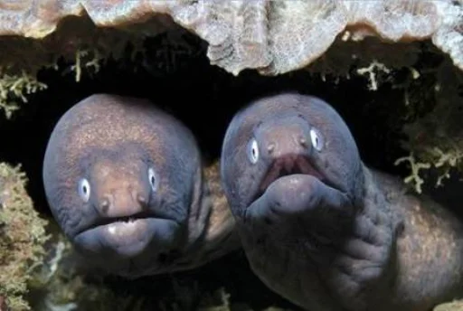 Sticker rybablyat - 1