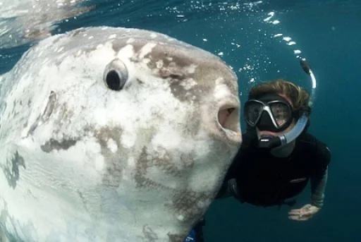 Стикер rybablyat - 1