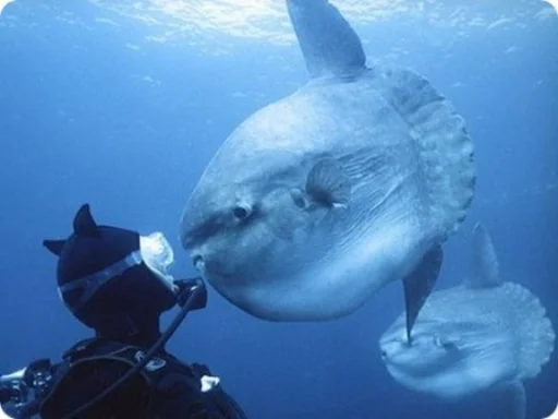 Sticker rybablyat - 1