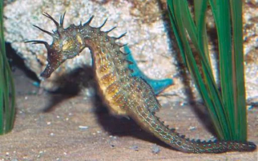 Sticker rybablyat - 1