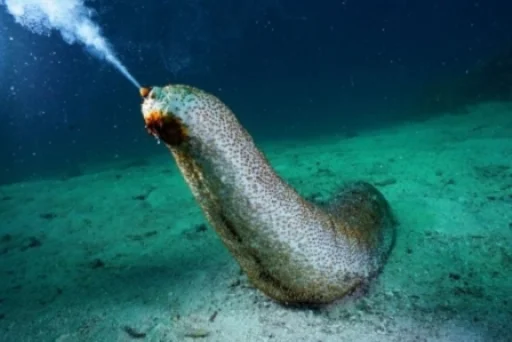 Sticker rybablyat - 1