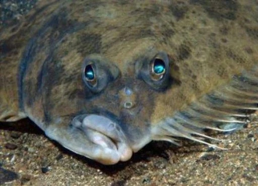 Стикер rybablyat - 1