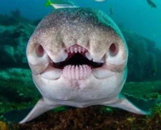 Стикер fish - 8