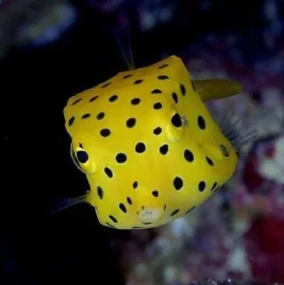 Стикер fish - 6