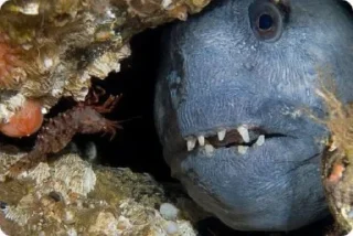 Стикер fish - 1