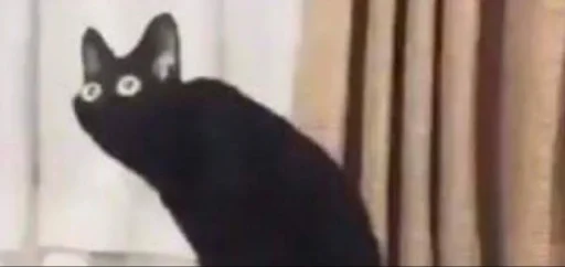 animal domestic cat mammal