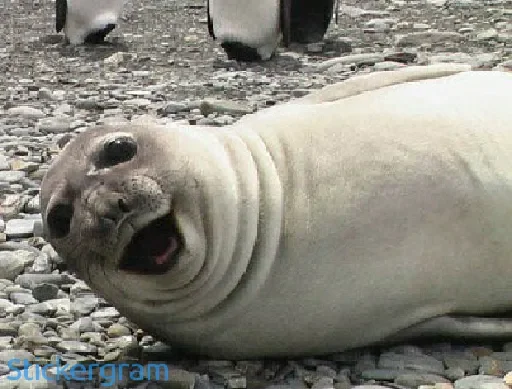 animal mammal aquatic mammal