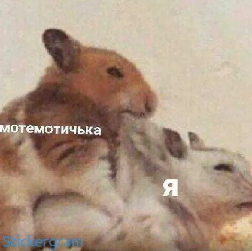 animal mammal hamster