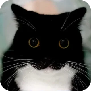 Sticker ФЫПОЖХЗГКЦФЫСМБЛДК - 4