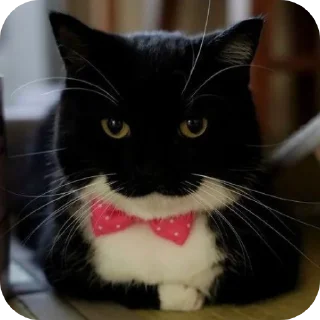 Sticker ФЫПОЖХЗГКЦФЫСМБЛДК - 5