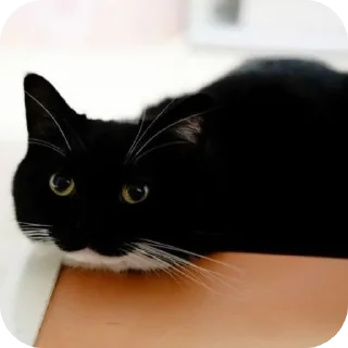 Sticker ФЫПОЖХЗГКЦФЫСМБЛДК - 9