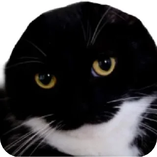 Sticker ФЫПОЖХЗГКЦФЫСМБЛДК - 7