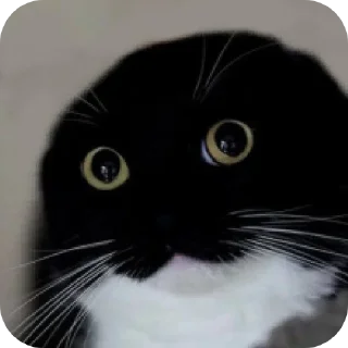 Sticker ФЫПОЖХЗГКЦФЫСМБЛДК - 1