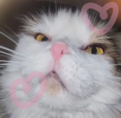 Стикер s0976ce1407b7599f9b3b16232a87461b_by_sozdat_stikery_bot - 1