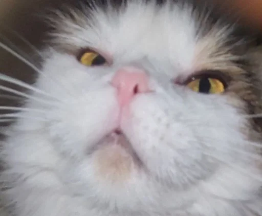 Sticker s0976ce1407b7599f9b3b16232a87461b_by_sozdat_stikery_bot - 1